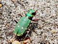 Cicindela campestris